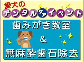 愛犬の歯みがき教室＆無麻酔歯石除去