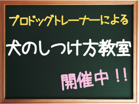 犬のしつけ方教室 in スーパードッグス