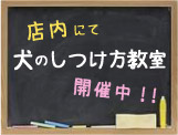 犬のしつけ方教室